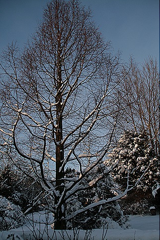 sneeuw2009 015